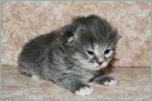 Female Siberian Kitten from Deedlebug Siberians